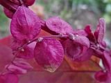 Atriplex hortensis