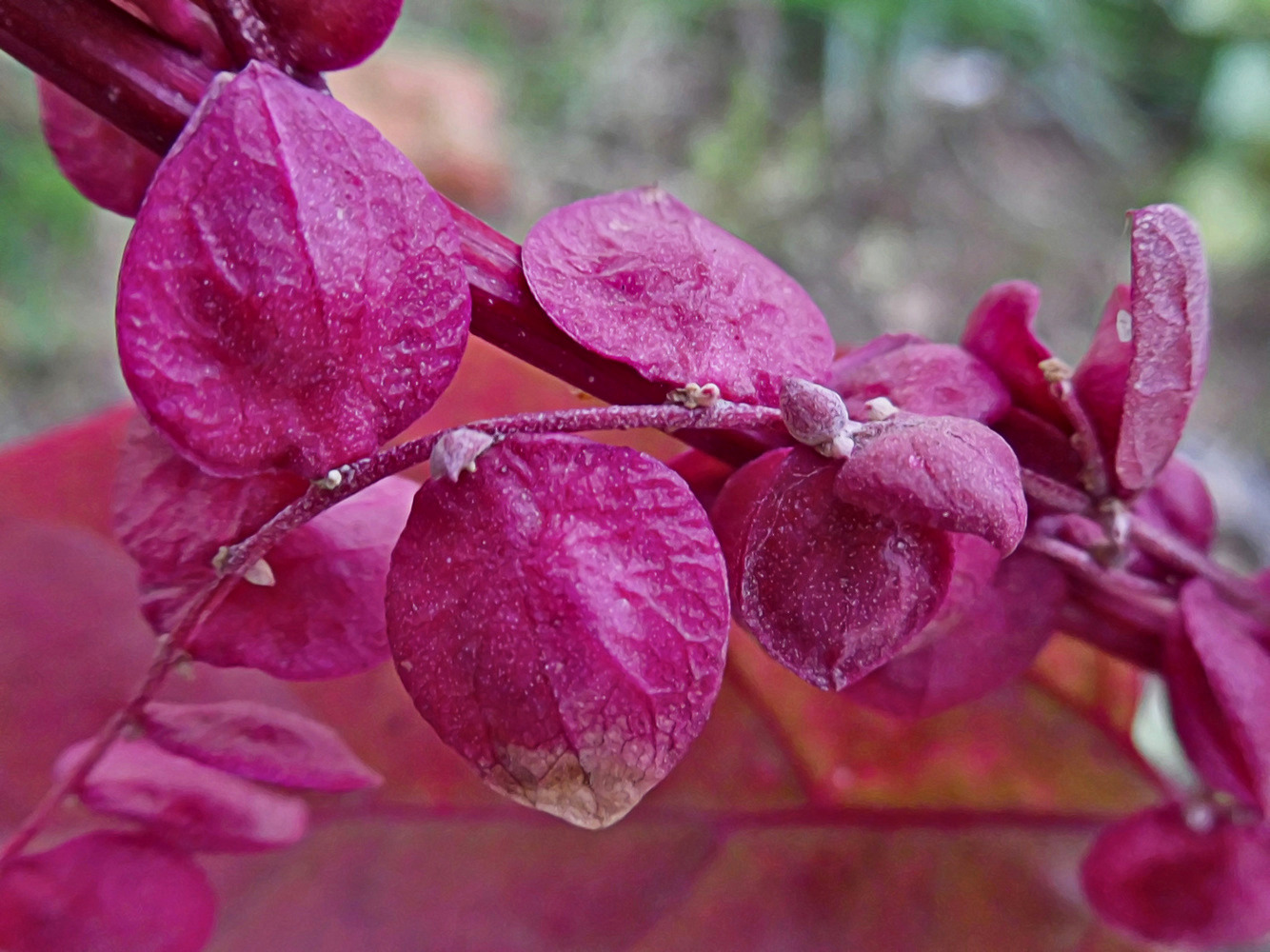 Изображение особи Atriplex hortensis.