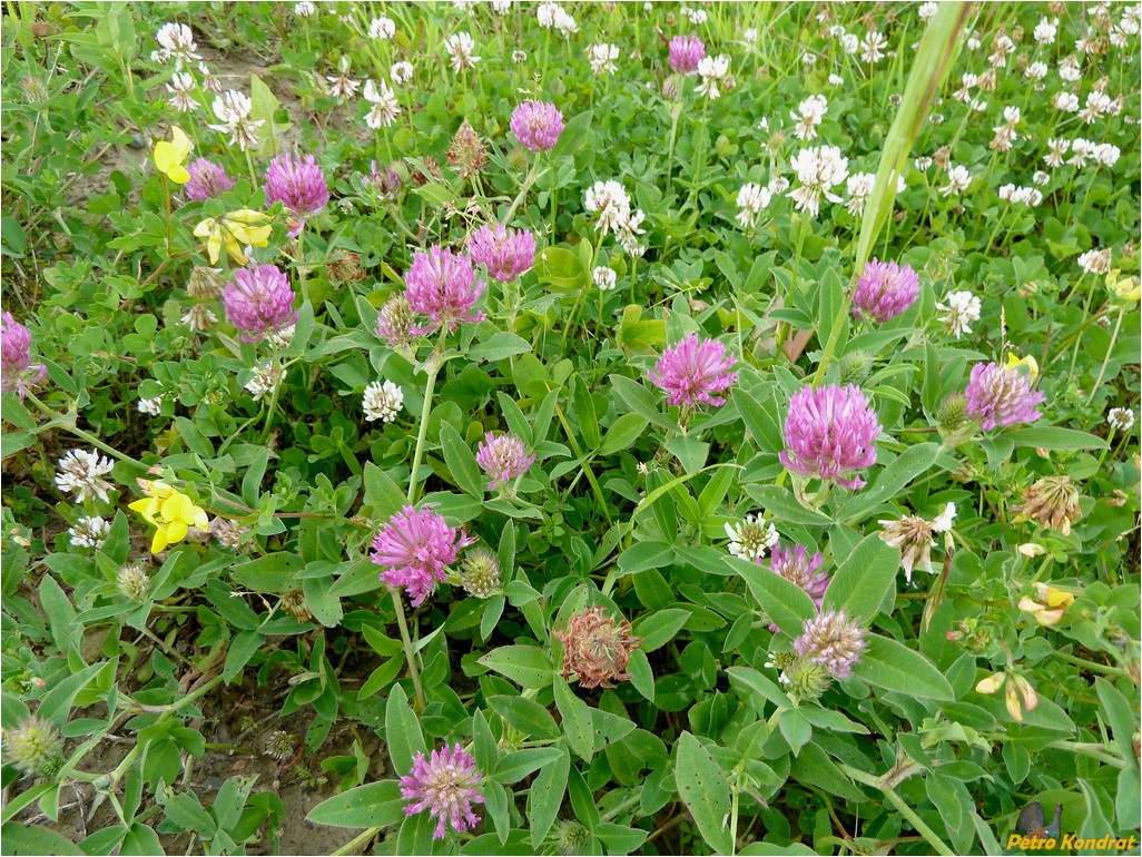 Изображение особи Trifolium pratense.
