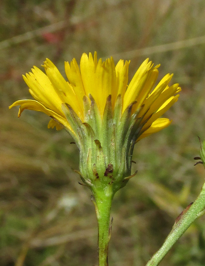 Изображение особи Hieracium virosum.