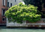 Wisteria sinensis. Цветущее растение на берегу канала. Италия, Венеция, в культуре. 13.06.2010.