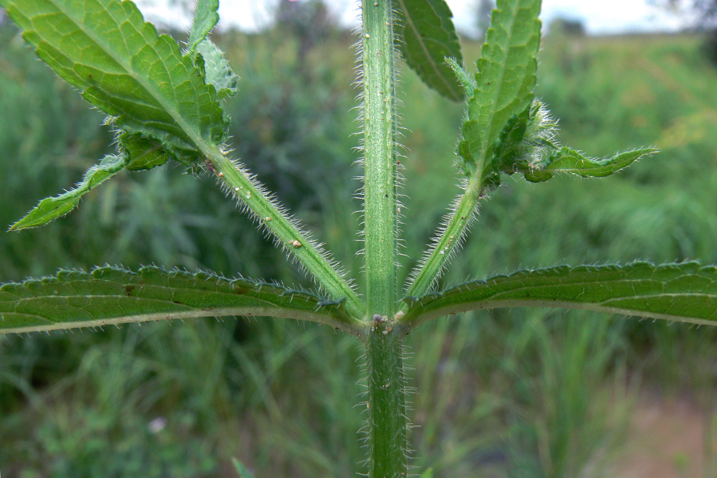 Изображение особи Stachys aspera.