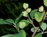 genus Exochorda