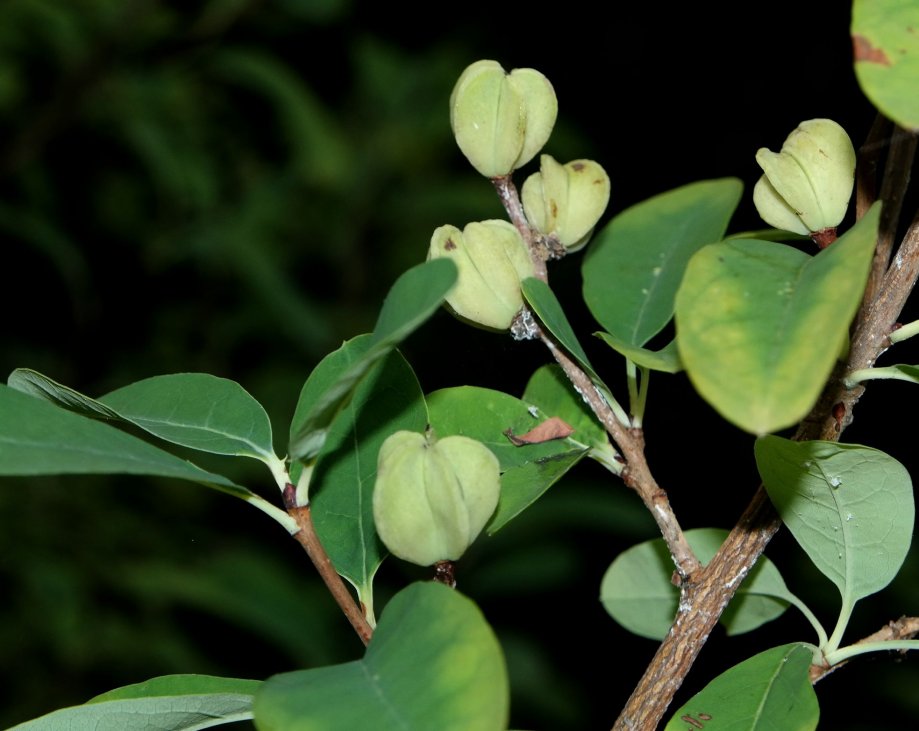 Image of genus Exochorda specimen.