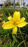 Hemerocallis × hybrida. Цветок и листья. Израиль, г. Бат-Ям, в городском озеленении. 21.03.2016.