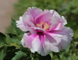 Paeonia suffruticosa. Цветок. Санкт-Петербург, Ботанический сад БИН РАН. 10.06.2015.