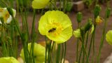 Papaver подвид gracile