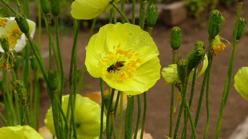 Изображение особи Papaver nudicaule ssp. gracile.