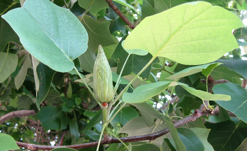 Image of Liriodendron tulipifera specimen.