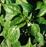 Capsicum annuum. Верхушка расцветающего растения. Восточный Казахстан, Уланский р-н, с. Украинка, дачный участок, в культуре. 18.08.2016.