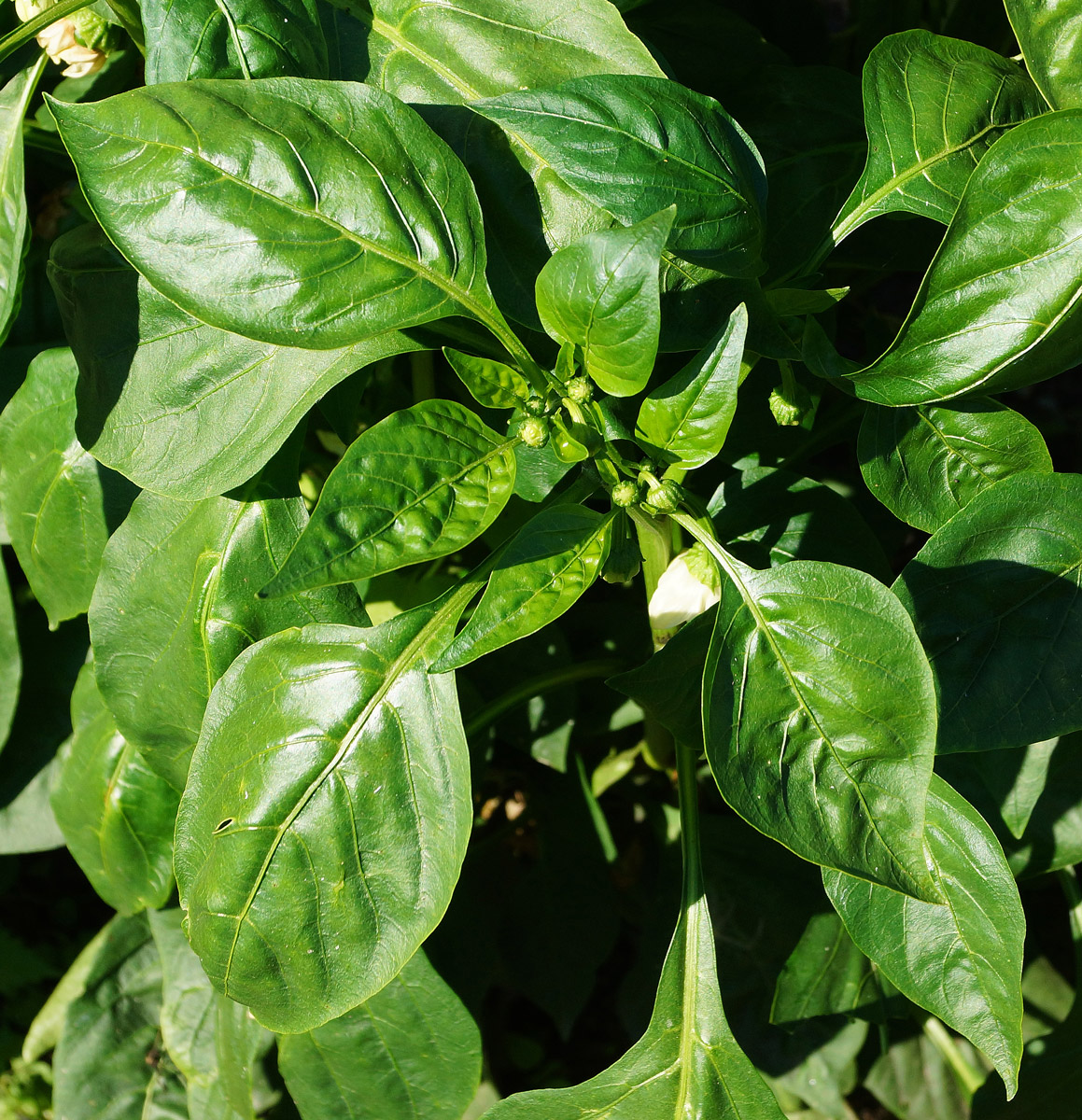 Image of Capsicum annuum specimen.