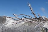 Carpinus orientalis. Покрытые льдом веточки покоящегося дерева. Краснодарский край, м/о г. Новороссийск, гора Сахарная Голова, выс. ≈ 550 м н.у.м. 07.02.2016.