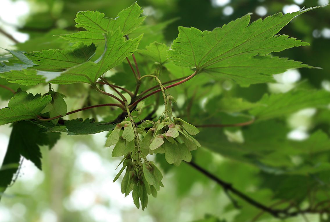 Image of Acer ukurunduense specimen.