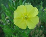 Oenothera biennis