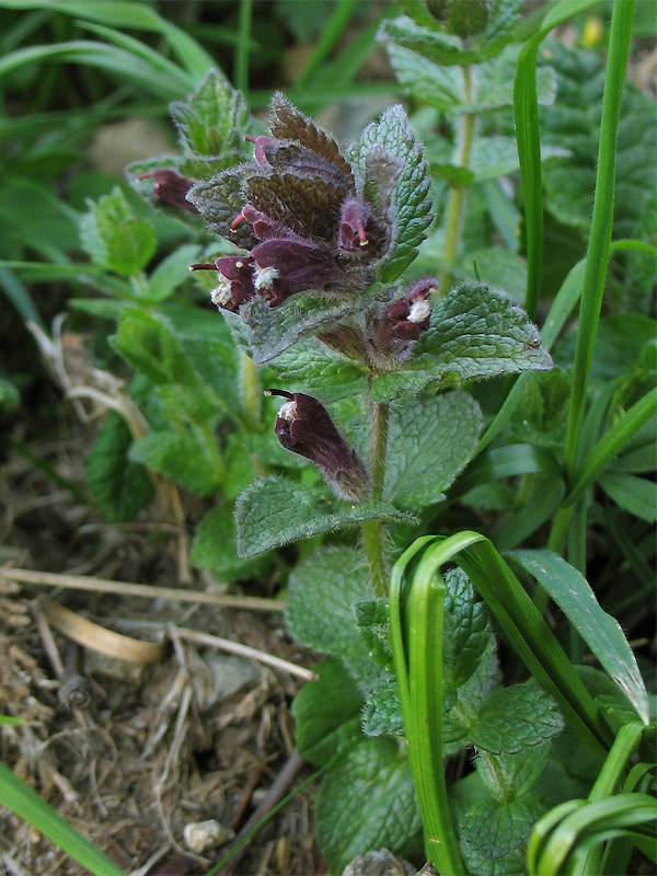 Image of Bartsia alpina specimen.