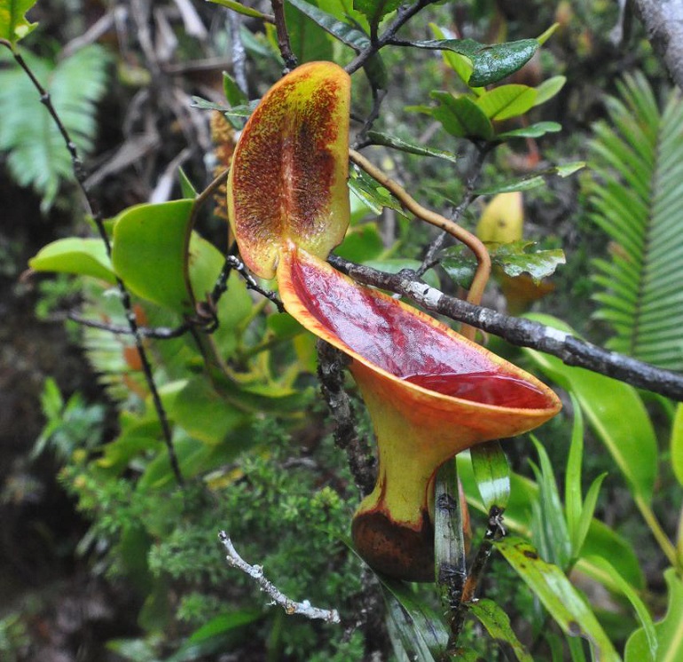 Image of Nepenthes lowii specimen.