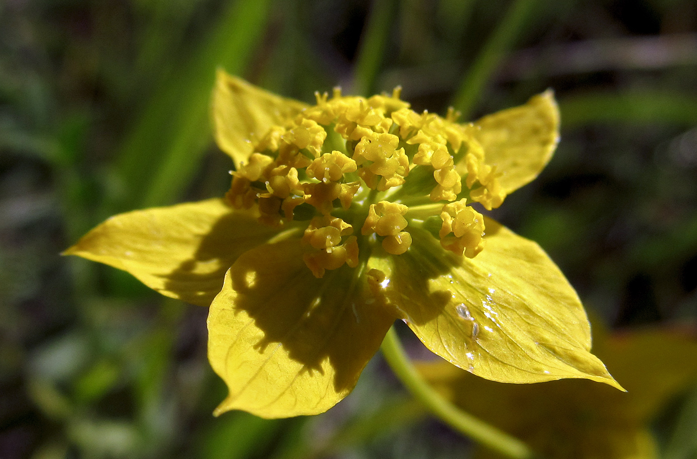 Image of Bupleurum multinerve specimen.