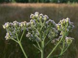 Achillea asiatica. Общее соцветие. Амурская обл., Бурейский р-н, окр. с. Виноградовка, опушка дубового леса. 20.07.2016.