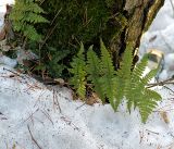 Dryopteris carthusiana