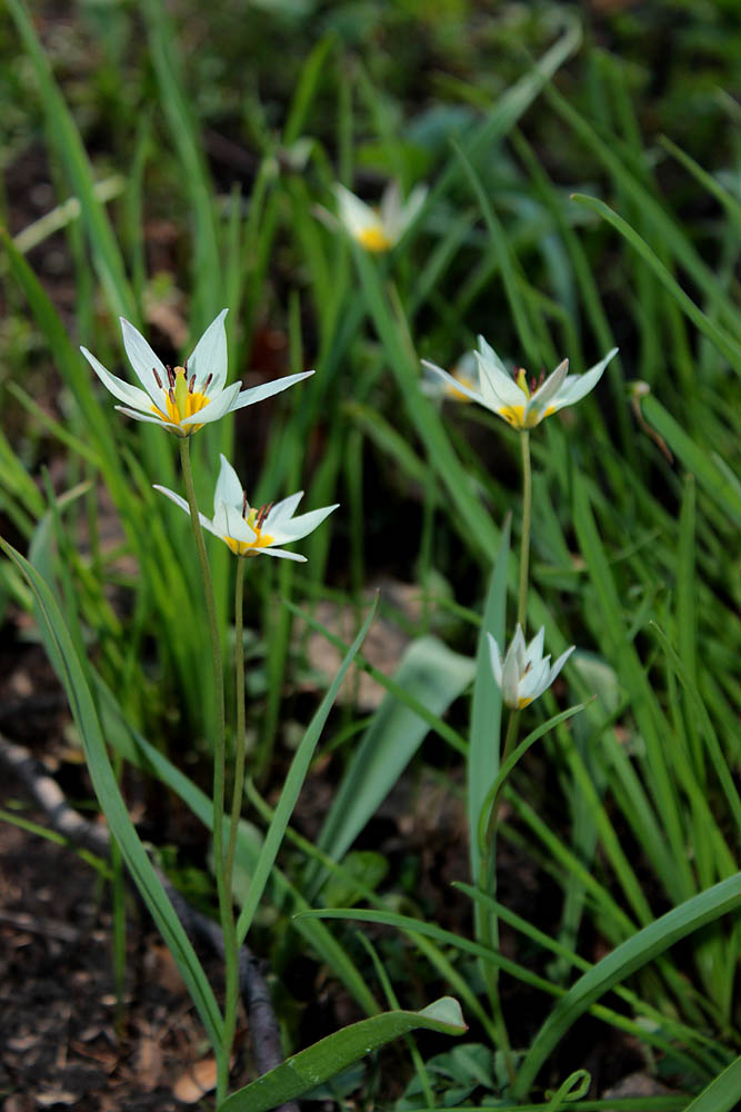 Image of Tulipa bifloriformis specimen.