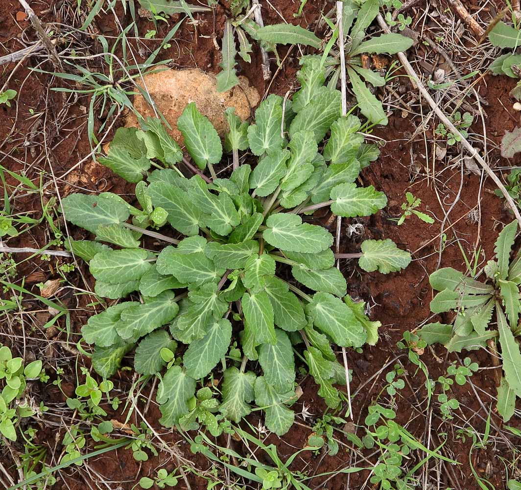 Изображение особи Eryngium creticum.