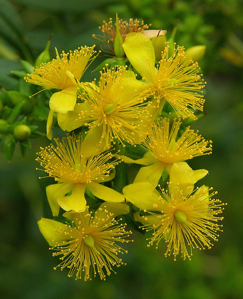 Изображение особи Hypericum densiflorum.