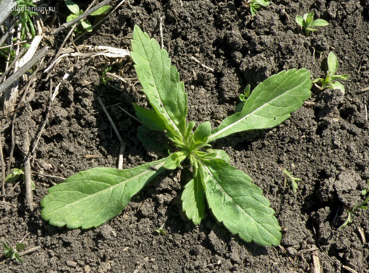 Image of Cephalaria transsylvanica specimen.