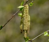 Betula pendula