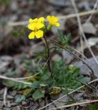 Chorispora sibirica