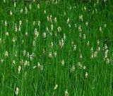 Carex pilosa. Цветущие растения. Московская обл., Раменский р-н, окр. ж.-д. платформы Хрипань, просека под ЛЭП. 18.05.2017.