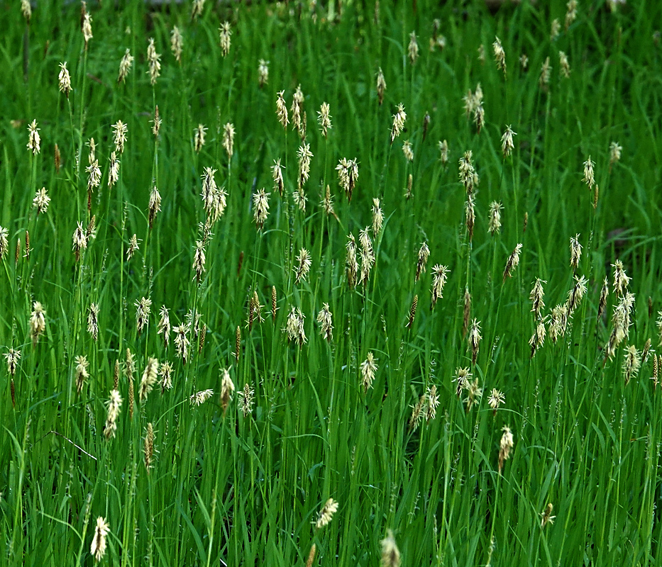 Image of Carex pilosa specimen.