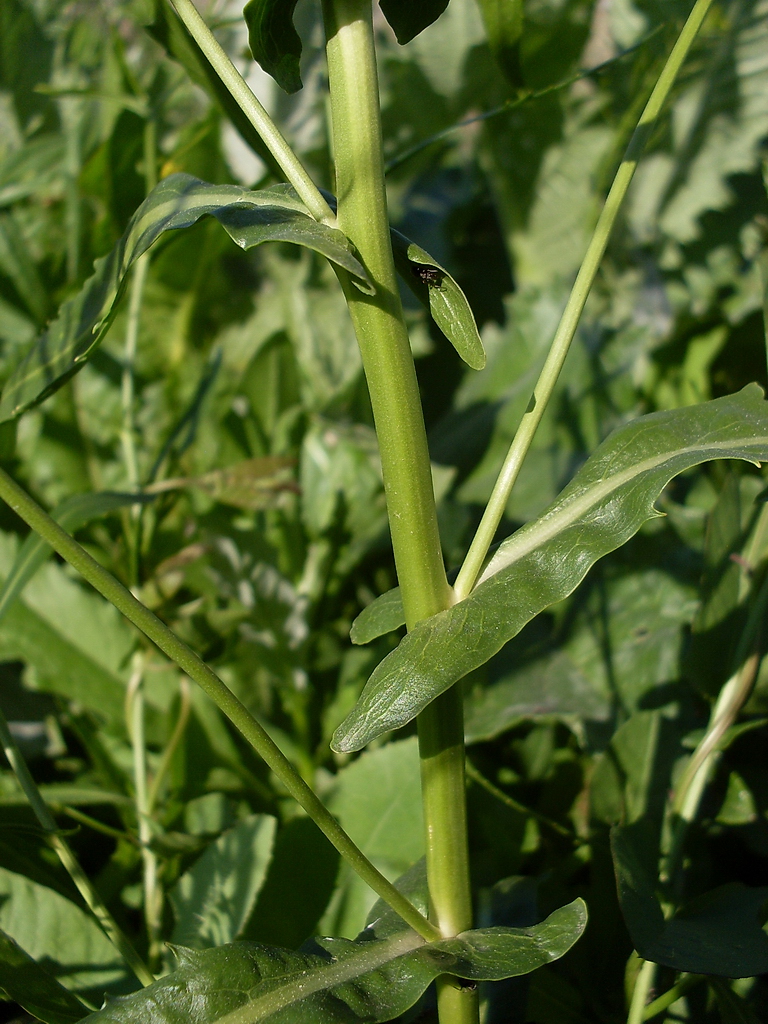 Image of Rorippa austriaca specimen.