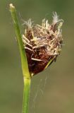 genus Bolboschoenus. Повреждённая верхушка цветущего растения. Ростовская обл., Неклиновский р-н, Фёдоровское с/п, дол. р. Мокрый Еланчик, в воде у берега пруда. 04.06.2017.