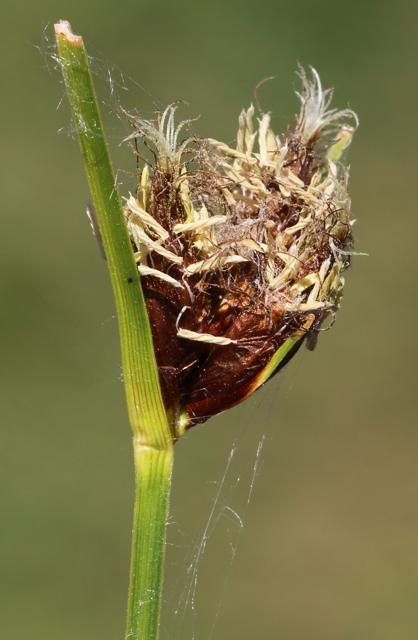 Image of genus Bolboschoenus specimen.