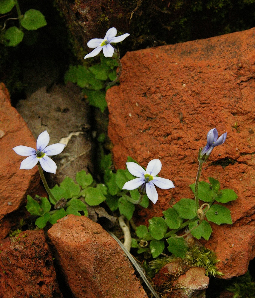 Image of Lobelia pedunculata specimen.