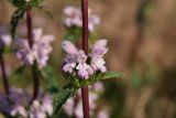 Phlomoides tuberosa. Часть побега с соцветием. Ростовская обл., г. Волгодонск, Панский лес, степь(?) в балочке близ окраины леса. 10.06.2015.