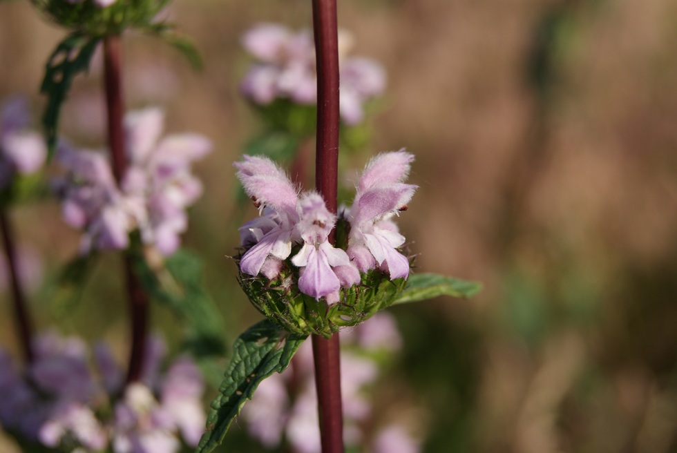 Image of Phlomoides tuberosa specimen.