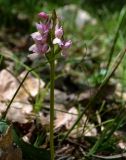 Dactylorhiza romana