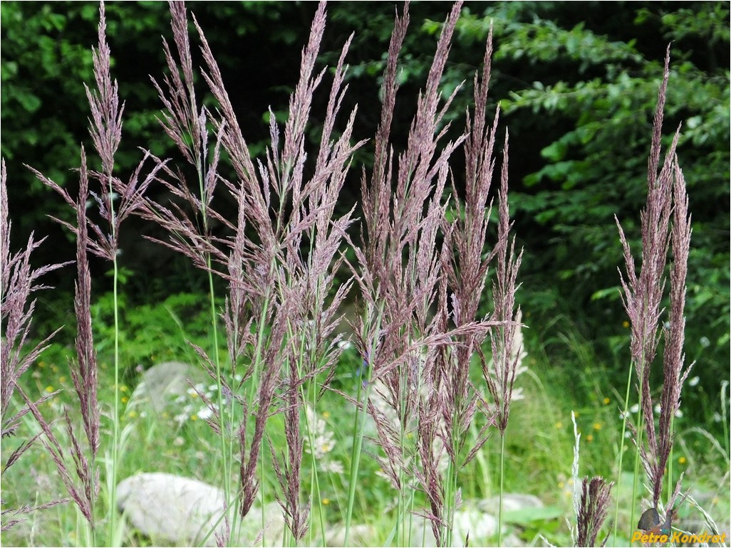 Изображение особи род Calamagrostis.