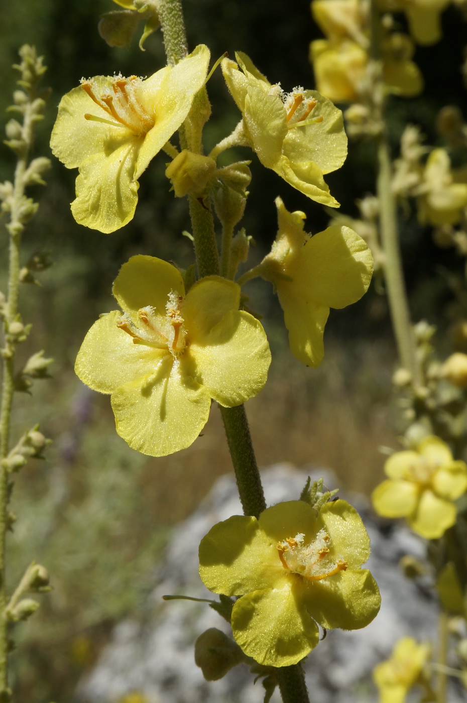 Image of Verbascum banaticum specimen.