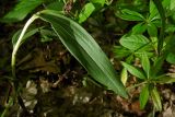 Cephalanthera rubra. Часть побега (видна верхняя сторона листа). Республика Адыгея, Майкопский р-н, ок. 2,5 км северо-восточнее ст. Даховская, хребет Скалистый (Уна-Коз), у скалы Чёртов Палец, опушка лиственного леса, выс. ок. 1000 м н.у.м. 02.07.2017.