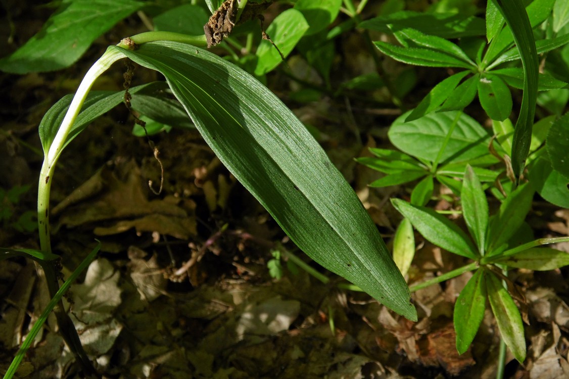 Изображение особи Cephalanthera rubra.