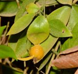 Pereskia aculeata