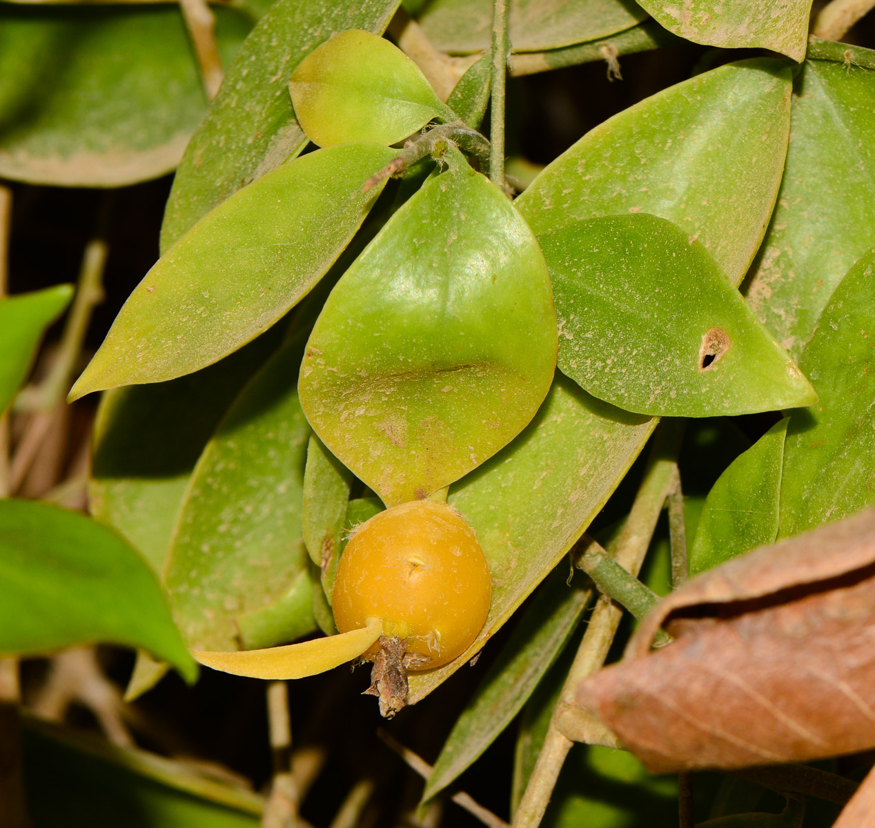 Image of Pereskia aculeata specimen.
