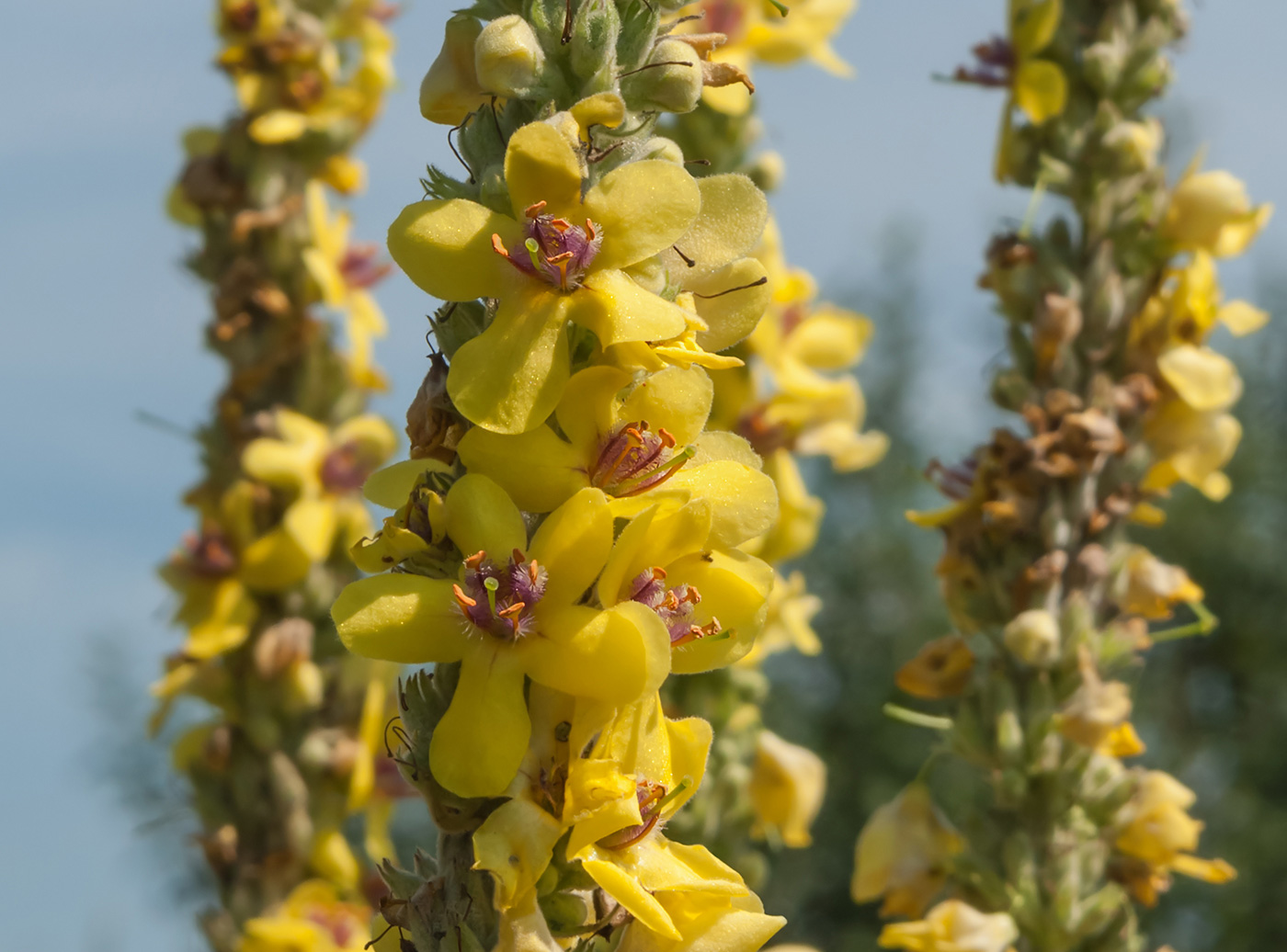 Изображение особи Verbascum nigrum.