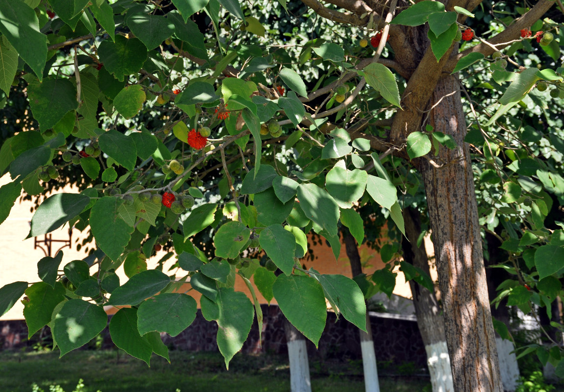 Image of Broussonetia papyrifera specimen.