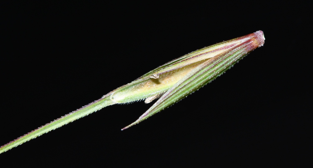 Изображение особи Elymus gmelinii.