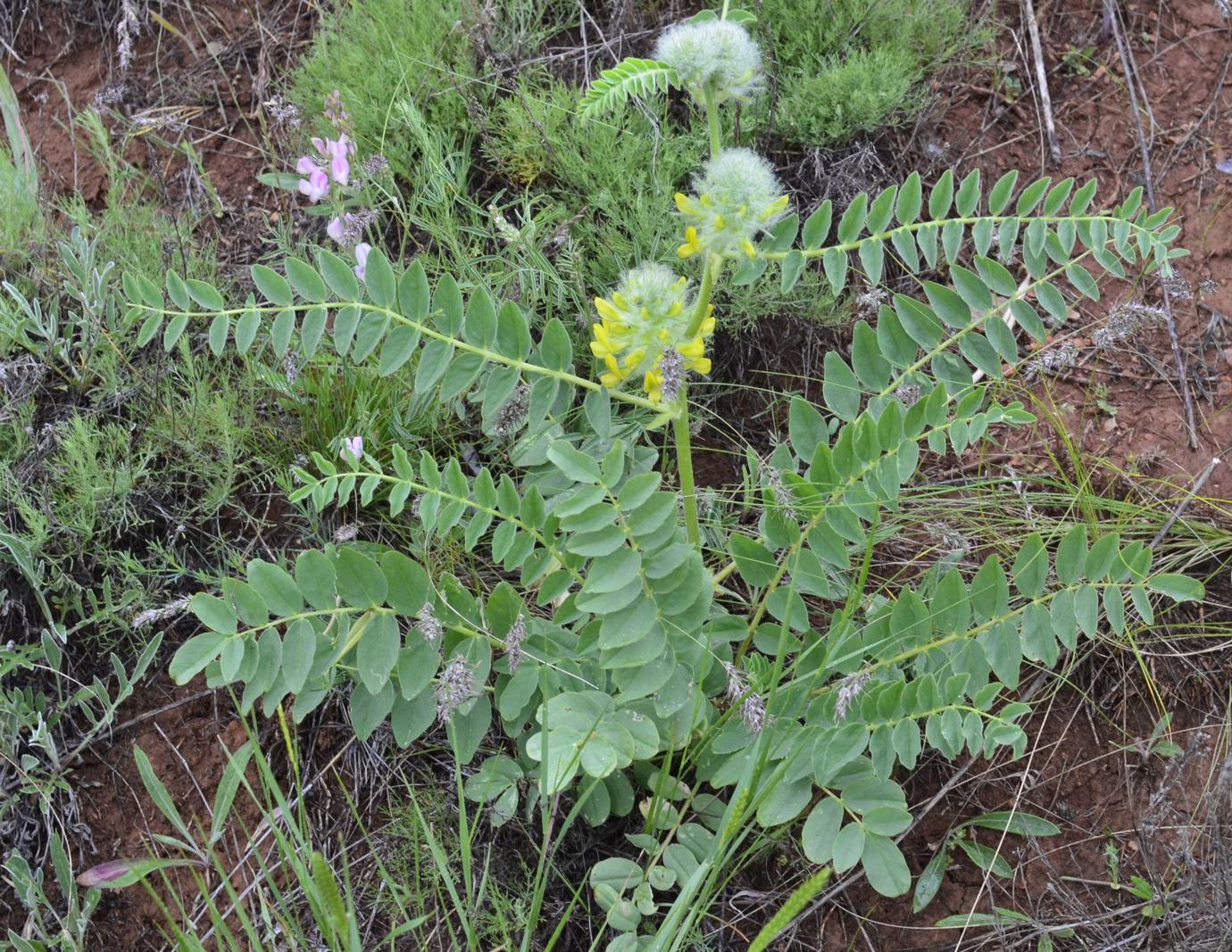 Изображение особи Astragalus vulpinus.