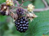 Rubus hirtus. Плоды разной степени зрелости. Украина, Ивано-Франковская обл., Болеховский горсовет, Поляницкий сельсовет, Поляницкий региональный ландшафтный парк, ур. Скалы, буковый лес. 08.09.2017.