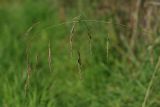 Festuca gigantea. Соплодие. Ленинградская обл., Всеволожский р-н, окр. дер. Лаппелово, садоводство, обочина дороги. 26.08.2017.